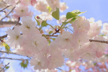 【八重桜】