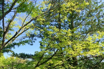 初夏の森の中