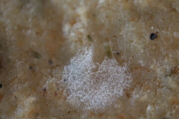 White mold, mold texture in macro, spoiled food