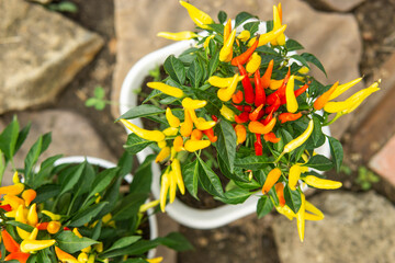 Growing pepper in a pot in the yard of a country house. Gardening and country life.