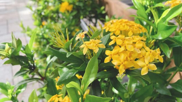 beautiful yellow flowers in the garden. Chinese Ixora yellow flower