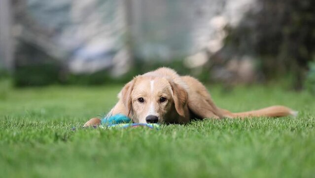 cute mixed breed dog puppy posing outdoors in summer
