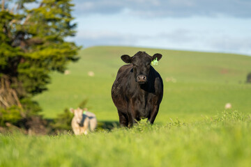 Stud beef healthy sustainable cows in a field on a farm in England. English cattle in a meadow grazing on pasture in springtime. Green grass growing in a paddock on a sustainable agricultural ranch.