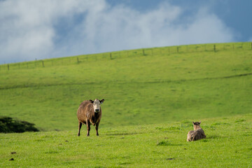 beef cattle grazing on pasture. Grass fed murray grey, angus and wagyu. sustainable agricultural farming in australia in spring