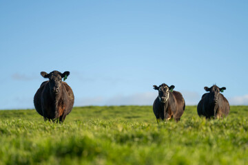 Fototapeta premium Stud Angus, wagyu, Murray grey, Dairy and beef Cows and Bulls grazing on grass and pasture in a field. The animals are organic and free range, being grown on an agricultural farm in Australia.