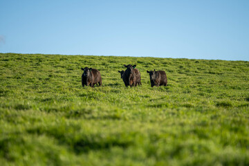beautiful cattle in Australia  eating grass, grazing on pasture. Herd of cows free range beef being...
