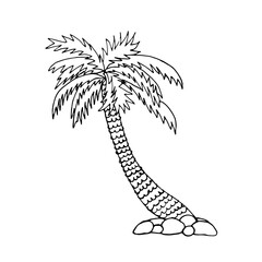 Isolated vector doodle illustration of palm tree. Hand drawn tropical tree.