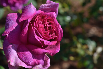 春の日差しを浴びた美しいバラの花