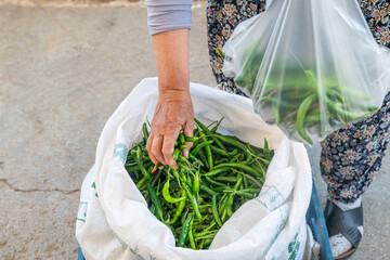 Woman selling green chillies in the peasant market.