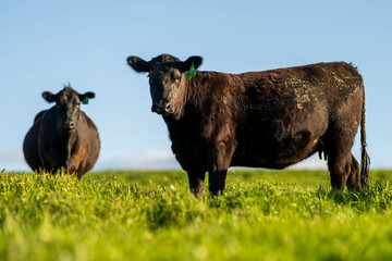 beef cattle grazing on pasture. Grass fed murray grey, angus and wagyu. sustainable agricultural farming in australia in spring