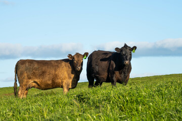 Stud Beef bulls and cows grazing on grass in a field, in Australia. breeds include speckle park, murray grey, angus, brangus and wagyu.