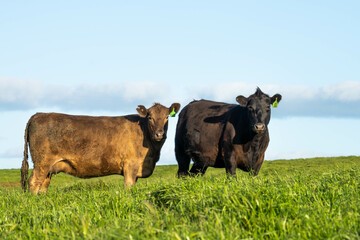 Stud Beef bulls, cows and calves grazing on grass in a field, in Australia. breeds of cattle include speckled park, murray grey, angus, brangus and wagyu on long pasture in spring
