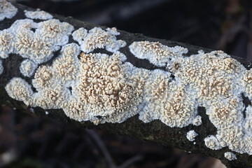 Basidioradulum radula, known as toothed crust, crust fungus from Finland