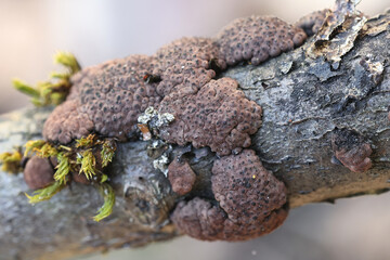 Hypoxylon multiforme, also called  Jackrogersella multiformis, commonly known as the birch woodwart, fungus from Finland