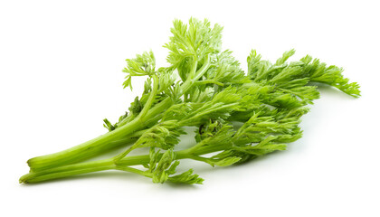 Carrot leaves isolated. Carrot leaf tail on white background. Carrot green leaves. Full depth of field.