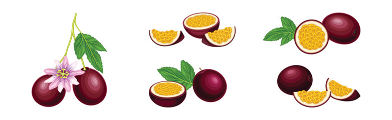 Purple Passionfruit Cut Halves with Sweet Pulp Vector Set