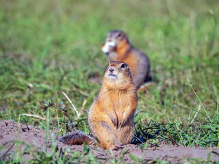 Prairie dogs at a grassy field. Close-up