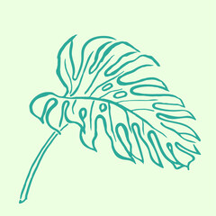 Monstera ,green leaves , hand  drawn illustration of plants, greenery , tropical exotic leaf for Hawaii style wallpaper, floral elements, botanical 