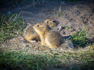 Prairie dog cubs at a grassy field. Close-up