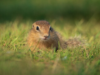 Prairie dog cub at a grassy field. Close-up