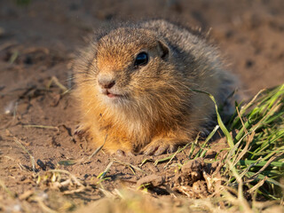 Prairie dog cub at a grassy field. Close-up