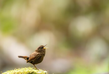 森の中で岩の上に留まってさえずっているミソサザイ