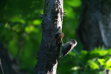 虫を探すコゲラ