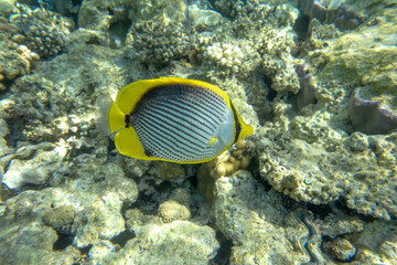 A coral fish - Blackbacked butterflyfish (chaetodon melannotus) taken in the Red Sea. 