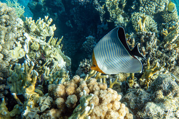 A coral fish - Hooded butterflyfish (Chaetodon larvatus) in the Red Sea, Egypt. 