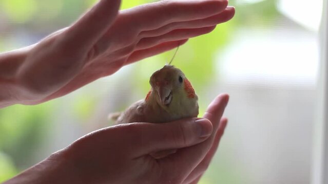 A girl holds in her hands and strokes a tame cute cockatiel parrot