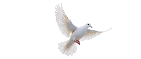 Minimalist style A single white dove in elegant