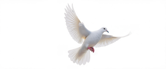 Minimalist style A single white dove in elegant