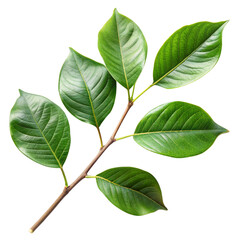 Fototapeta premium Green Twig with Large Leaves on White Background. Fresh and Natural Botanical Element, Ideal for Eco-Friendly and Nature-Inspired Designs. Detailed Close-Up of Plant Foliage Highlighting Organic and L