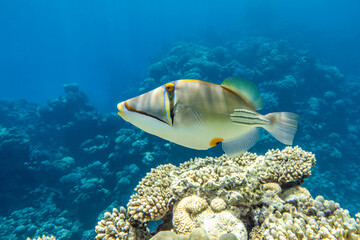 A coral fish - Picasso triggerfish Rhinecanthus assasi. Taking in Red Sea, Egypt. 