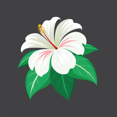 Hibiscus flower wait  color illustration vector ,white flower on black background