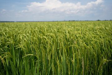Rice (Oryza sativa) plant close up. Paddy field close up.