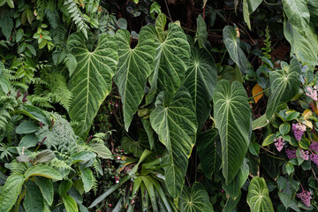 Anthurium Marmoratum, Anthurium Queremalense, Anthurium Metallicum growing bushy in the rain forest. Anthurium plant foliage background. Vertical garden © JCM