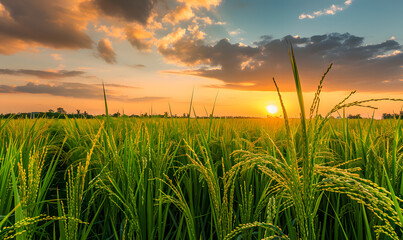 Rice planting, rice harvesting, and rice fields concept
