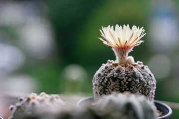 Astrophytum Asteria Super Kabuto cactus blooming yellow color flower close up in isolated green background