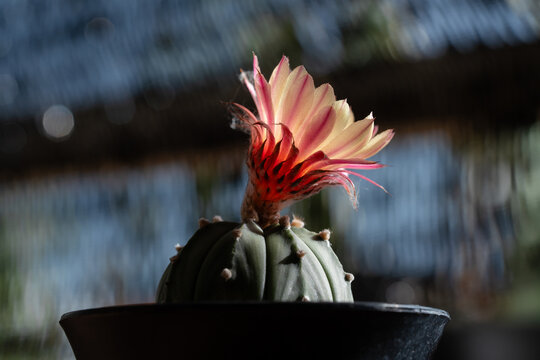 Astrophytum Asteria Super Kabuto cactus blooming pink color flower close up in isolated garden net background