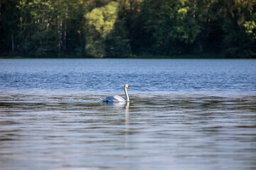 Ein Schwan allein auf dem See