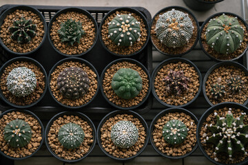 Various Astrophytum asterias cactus in individual pot topping with akadema stone