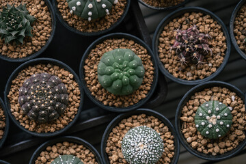 Various Astrophytum asterias cactus in individual pot topping with akadema stone
