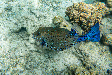 A coral fish - Yellow Boxfish (Ostracion cubicus)- male .Red Sea, Egypt 