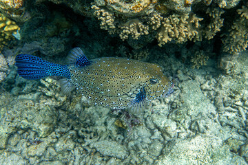A coral fish - Yellow Boxfish (Ostracion cubicus)- male .Red Sea, Egypt 