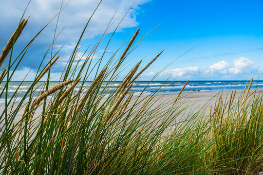 Strandhafer im Vordergrund, im Hintergrund heller Sandstrand an d&auml;nischer Nordseek&uuml;ste