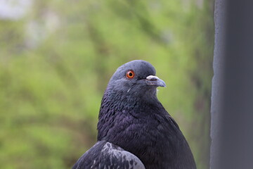 Pigeon closeup portrait, bird on the window, rainy day, pigeon beautiful portrait, pigeons eyes in macro, Extreme Close Up, cute animals