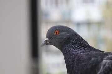 Pigeon closeup portrait, bird on the window, summer day, pigeon beautiful portrait, pigeons eyes in macro, Extreme Close Up