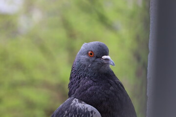 Pigeon closeup portrait, bird on the window, summer day, pigeon beautiful portrait, pigeons eyes in macro, Extreme Close Up	
