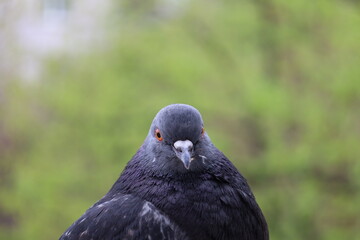 Pigeon closeup portrait, bird on the window, summer day, pigeon beautiful portrait, pigeons eyes in macro, Extreme Close Up